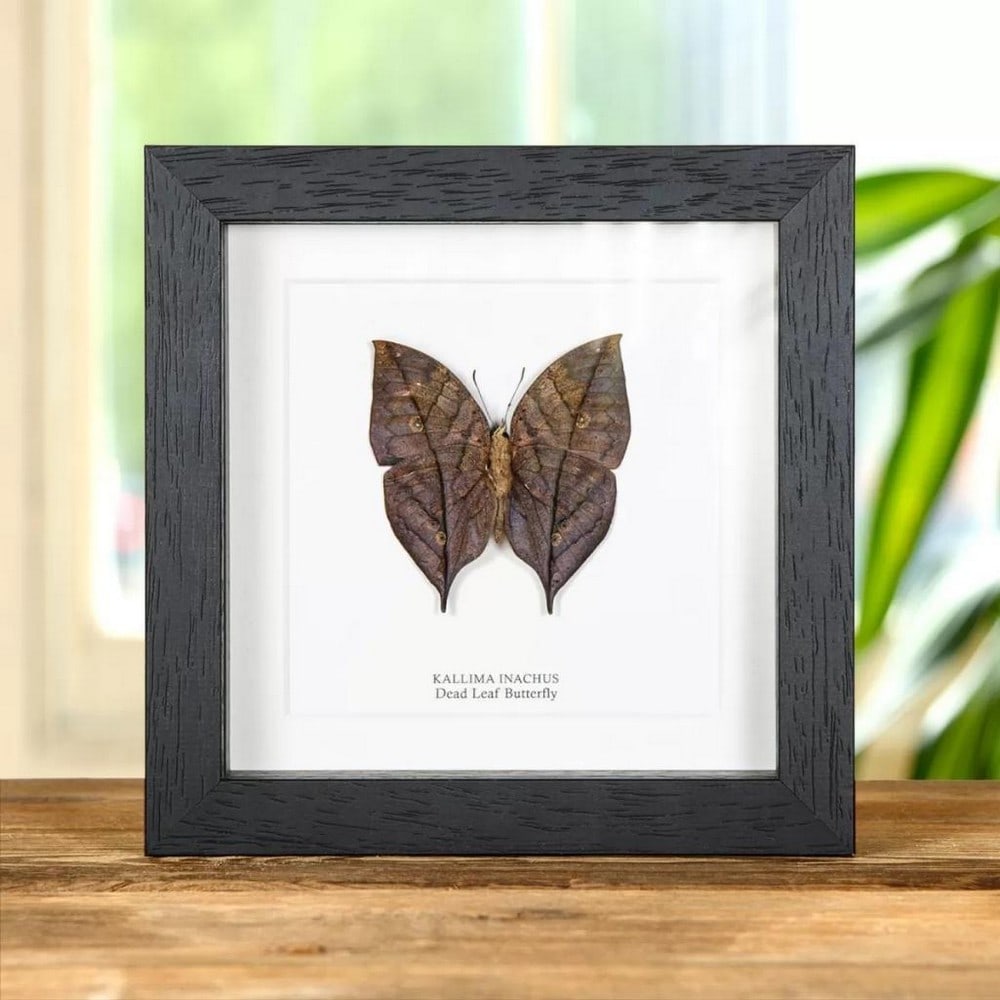 6'' x 6'' Male Dead Leaf Butterfly - Kallima Inachus: 6" x 6" Male Dead Leaf Butterfly - Kallima Inachus A Dead Leaf Butterfly in a handmade wooden frame mounted on high-quality acid-free conservation board. The Latin and common names are printed u