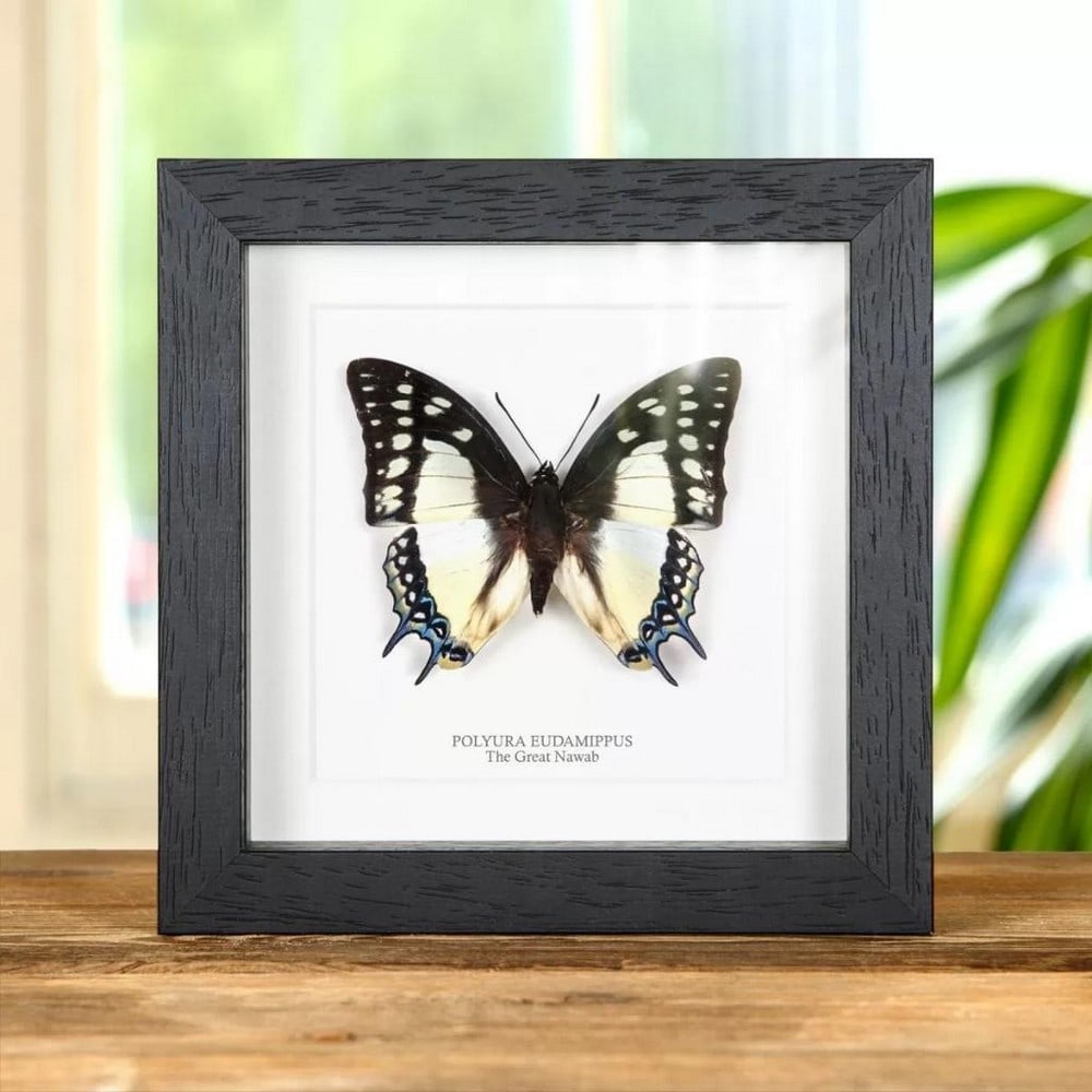6'' x 6'' AAA+ Male ''The Great Nawab'' - Polyura Eudamippus: 6" x 6" AAA+ Male " The Great Nawab" - Polyura Eudamippus The Great Nawab Butterfly in a handmade wooden frame mounted on high-quality acid-free conservation board. The Latin and common