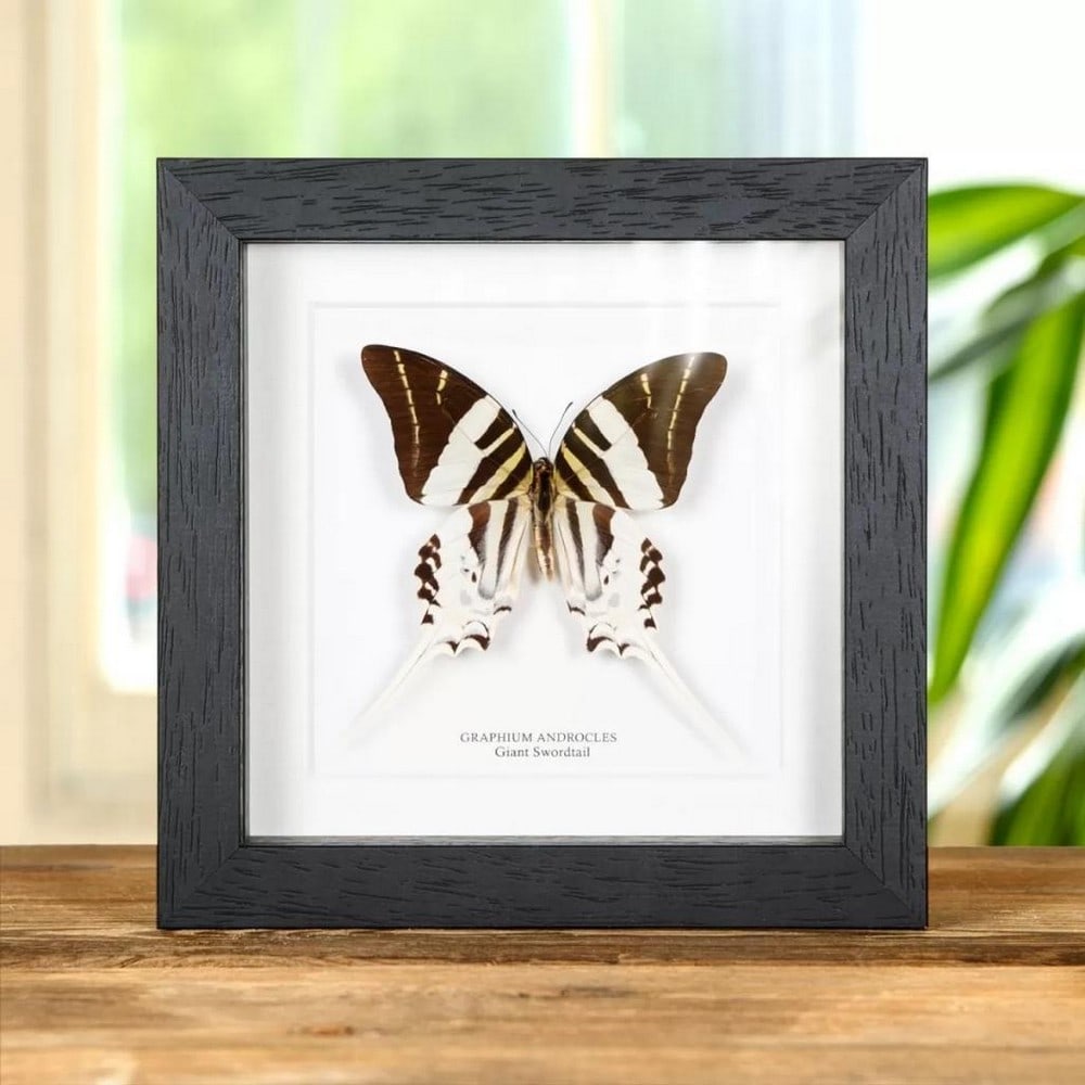 6'' x 6'' Giant Swordtail Butterfly - Graphium Androles: 6" x 6" Giant Swordtail Butterfly - Graphium Androles A beautiful Giant Swordtail butterfly in a handmade wooden frame mounted on high-quality acid-free conservation board. The Latin and common 