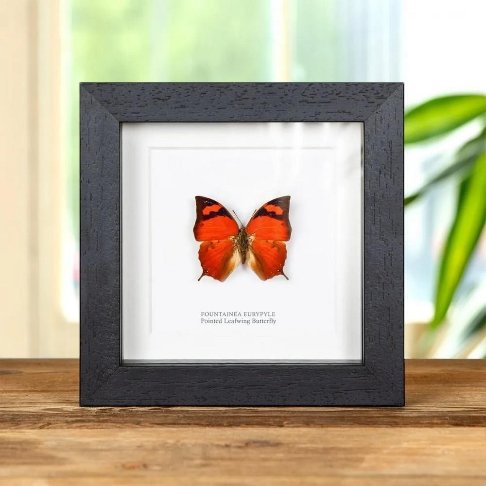 5'' x 5'' Pointed Leafwing Butterfly (Fountainea eurypyle) in Box Frame: 5" x 5" Pointed Leafwing Butterfly (Fountainea eurypyle) in Box Frame A Pointed Leafwing butterfly, elegantly presented in a handcrafted wooden frame and mounted on high-quality acid-free conser