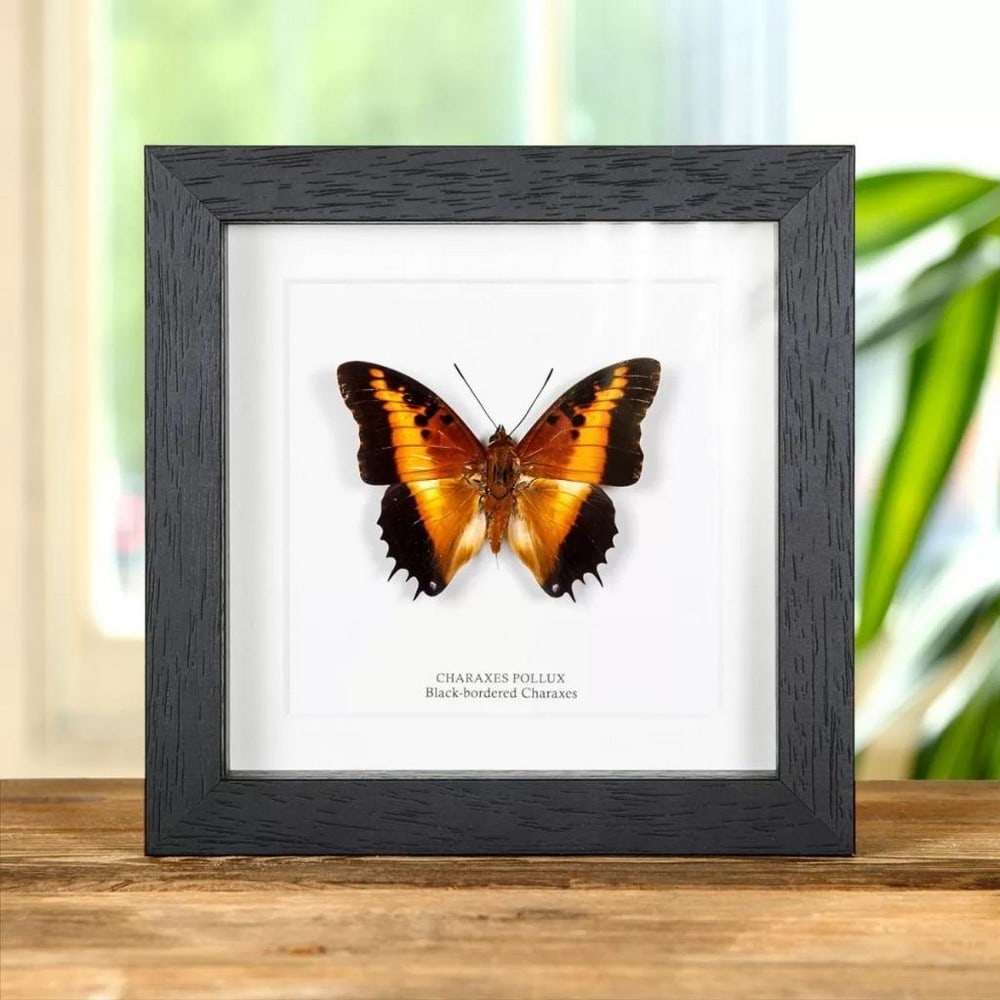 6'' x 6'' Male Black-Bordered Charaxes - Charaxes Pollux: 6" x 6" Male Black-Bordered Charaxes - Charaxes Pollux A Black-bordered Charaxes in a handmade wooden frame mounted on a high-quality acid-free conservation board. The Latin and common names are