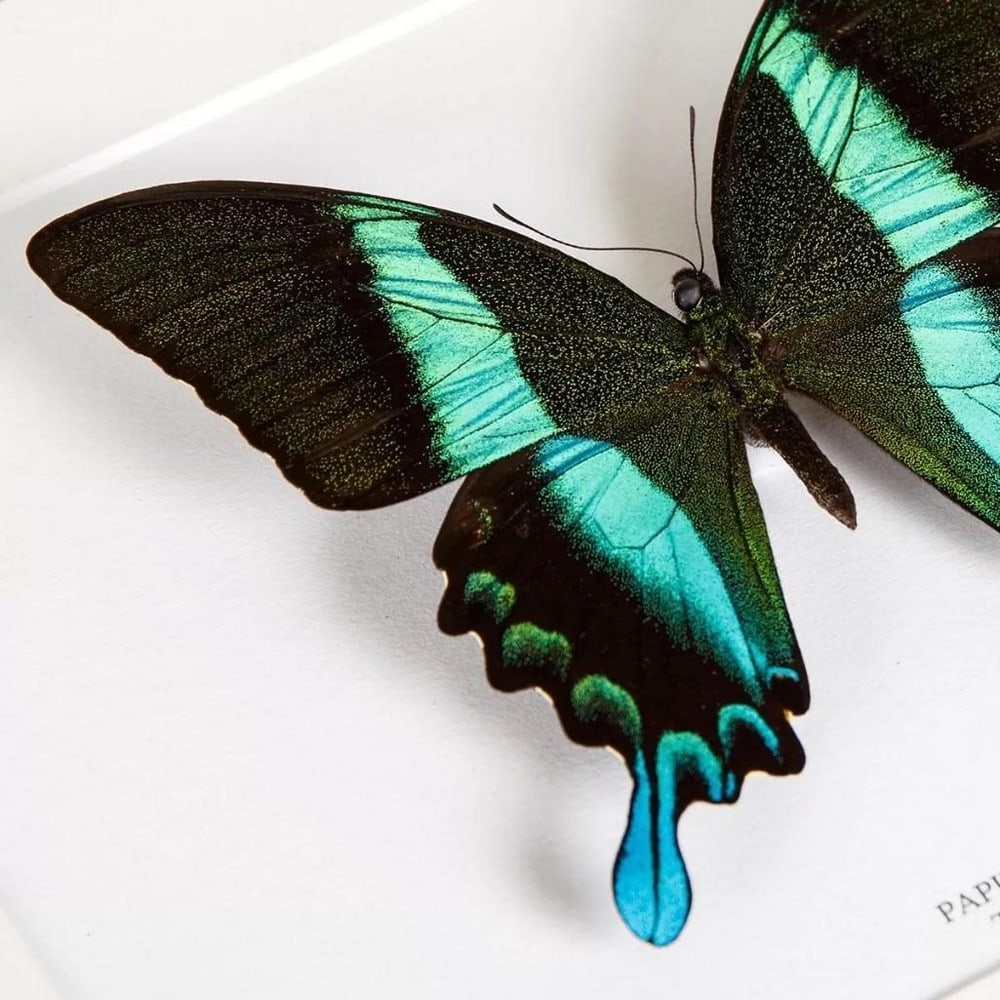 6'' x 6'' Male ''Peacock Butterfly'' - Pailio Blumei: 6" x 6" Male " Peacock Butterfly" - Pailio Blumei The Peacock butterfly in a handmade wooden frame mounted on high-quality acid-free conservation board. The Latin and common names are prin