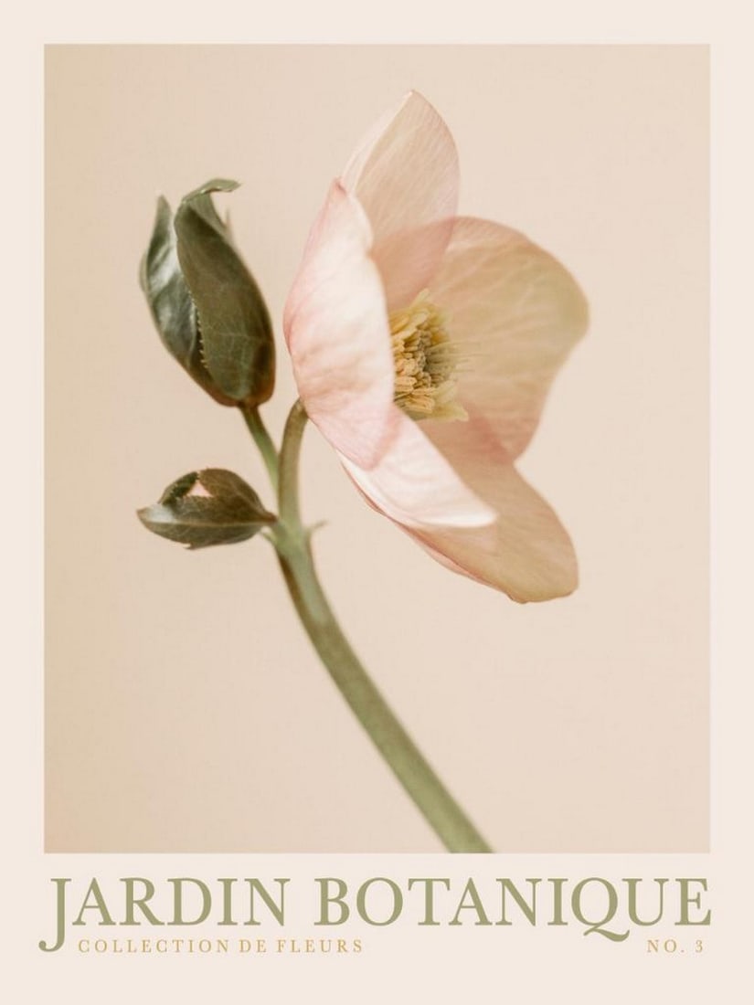 Jardin Botanique No3 Poster: Jardin Botanique No3 Poster A botanical print featuring a pale pink flower with a green stem set against a beige background. The artwork includes the text "JARDIN BOTANIQUE COLLECTION DE FLEURS