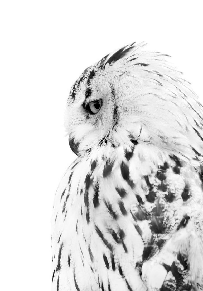 Snow Owl Poster: Snow Owl Poster A black and white print featuring a snow owl. The detailed image showcases the owl's striking features and fits seamlessly with a variety of home and interior design styles. Frame NOT
