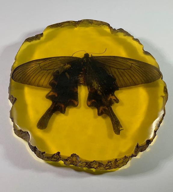 Awesome Amber Encased Large Amazon Butterfly: Approximate Measurements 5 x 4 x 1/2 inch Thick / Great Looking Piece / Multiple Photos Posted