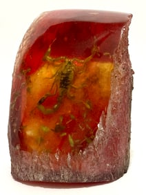 Genuine Fossilized Scorpion in Tree Trunk Style Amber