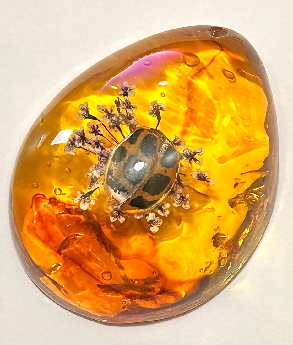 Beautiful Amber Encased Fossilized LADYBUG Tear Drop Amulet: See all Photos – Great Piece – This is not real tree sap amber. It is artificial amber. Multiple Photos Posted