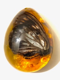 Amber Encased Fossilized BUTTERFLY Tear Drop Amulet