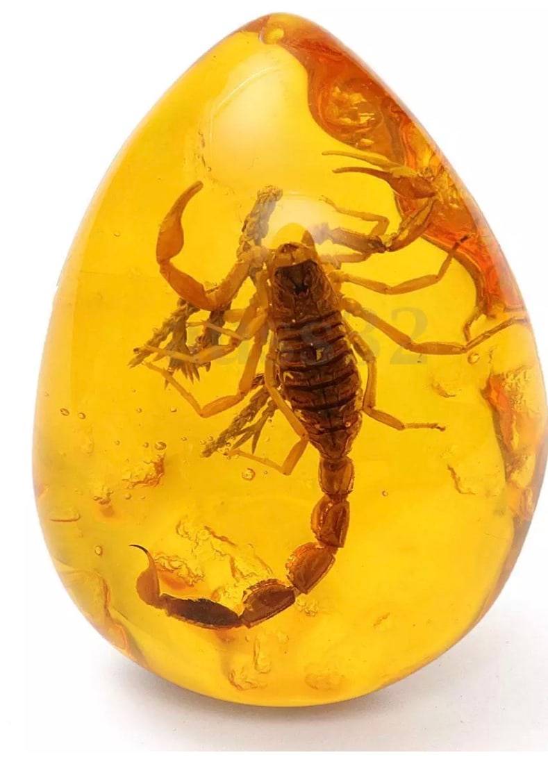 Amber Encased Fossilized SCORPION Tear Drop Amulet: See all Photos – Great Piece – This is not real tree sap amber. It is artificial amber. Multiple Photos Posted