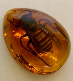 Amber Encased Fossilized WASP Tear Drop Amulet