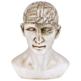 Victorian Phrenology the Science of the Brain Sculpture