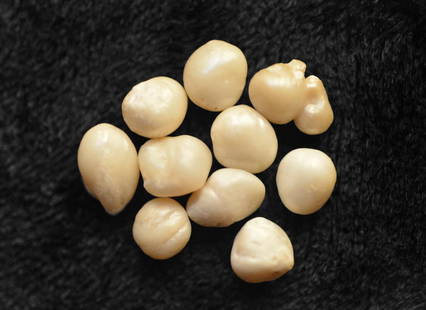 Santa Margarita 770 Pearls Recovered by Mel Fisher: Collection of approximately 770 pearls, recovered from the Santa Margarita shipwreck with a Motivation Inc. certificate, signed by Kim Fisher, son of Mel Fisher. Recovered by the vessel the Blue Water