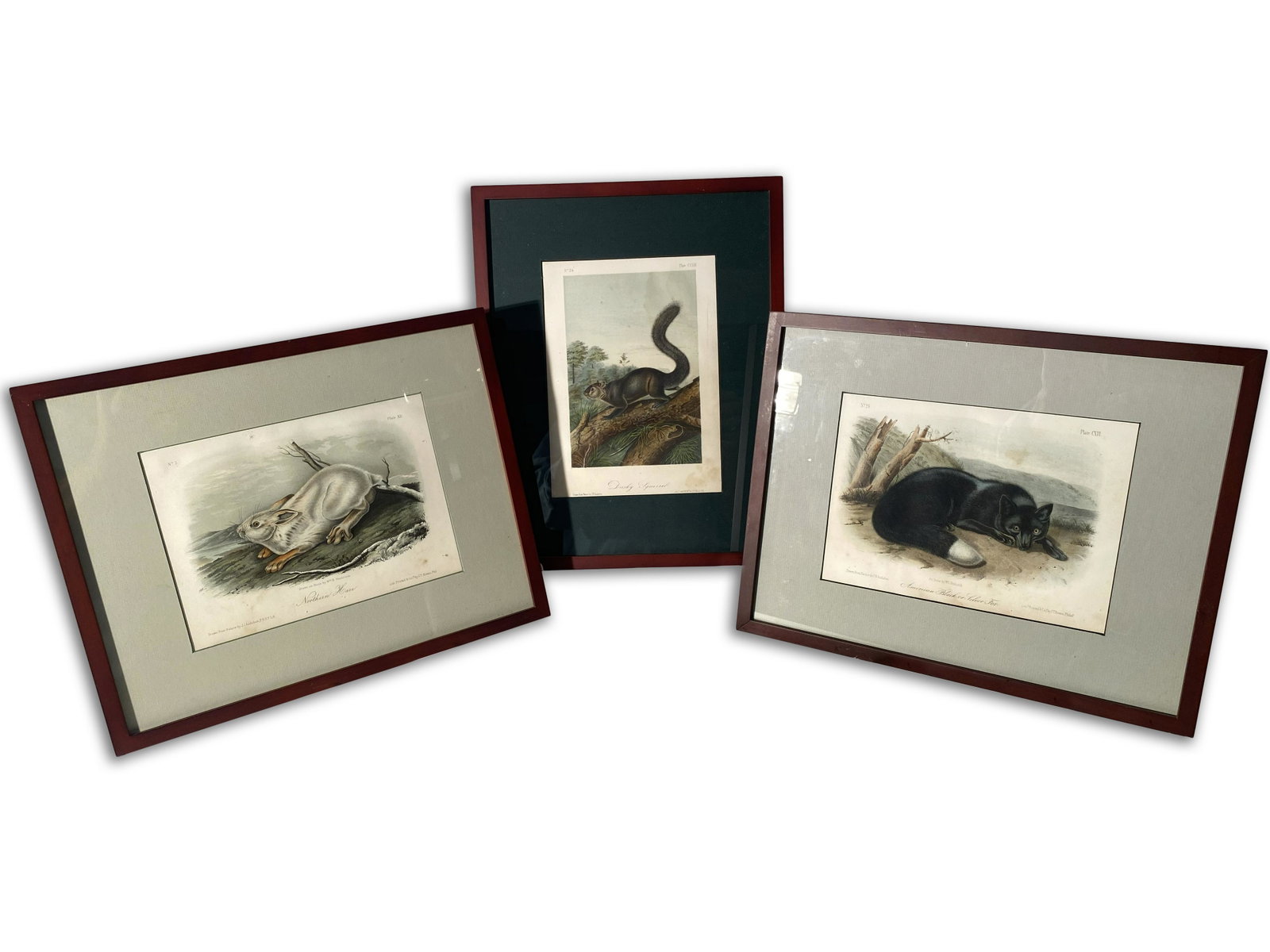 Extremely Fine J.W. Audubon Prints: Extremely Fine J.W. Audubon Prints Lithographer, J.T. Bowen, print with the lithographic stone created by W.M. William E. Hitchcock. Handsomely framed is the northern hare, the dusky squirrel, and the
