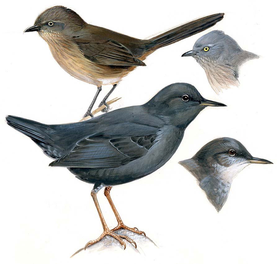 Wrens, Wrentit: Gouache, watercolor, pencil and ink on board with overlay, partial page 215, Field Guide to Eastern Birds, 1980. Also page 267 in Field Guide to Western Birds, 1990. 7 x 9 inches. Provenance: Estate o