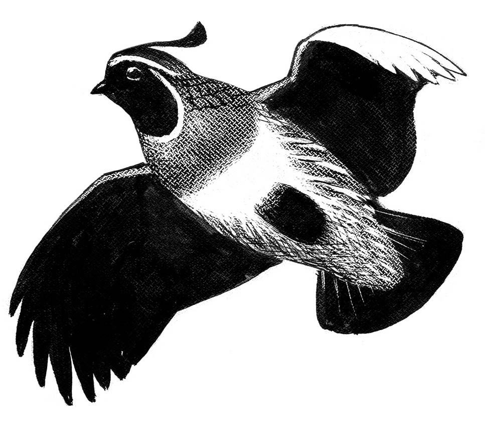 Grouse, Raptors, Swallow: Ink on paper and board with overlay, five works: Field Guide to Western Birds, 1990. Also swallow: page 24, Field Guide to Eastern Birds, 1980. 3 x 6 to 5 x 7 inches Provenance: Estate of Roger Tory P