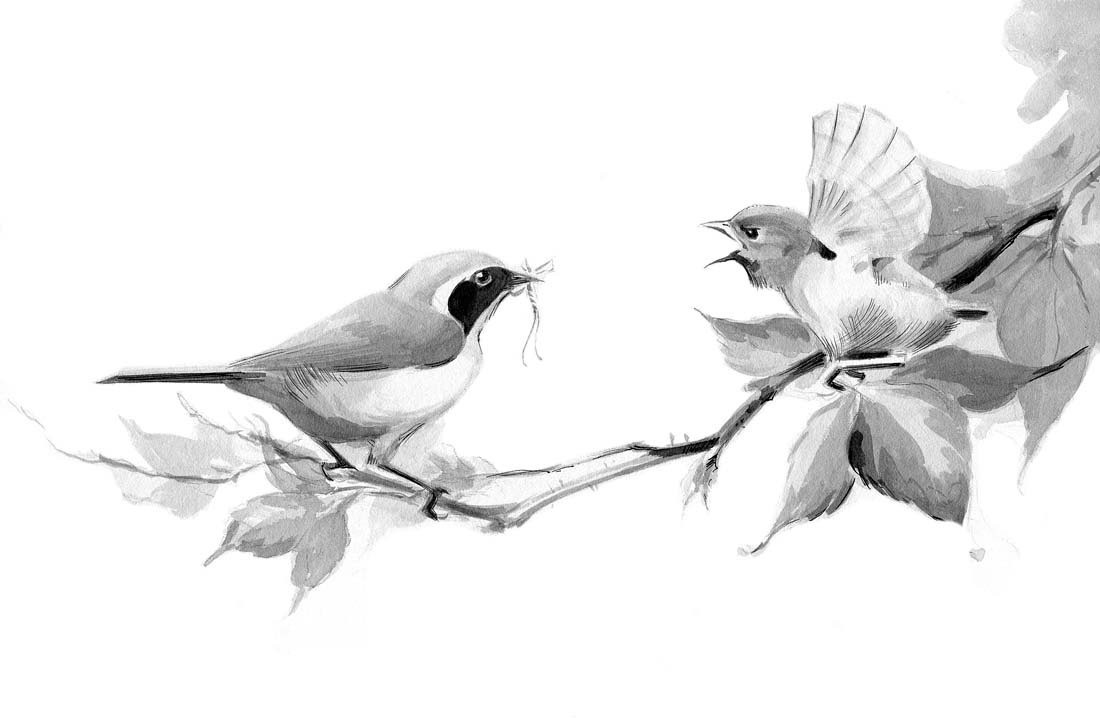 Wheatear, Early Work: Watercolor, ink on board-mounted paper. Early work of Roger Tory Peterson. Some yellowing. Verso: "return to: Roger T. Peterson, Neck Road, Old Lyme, Conn. 06371" 8 x 12 inches Provenance: Estate of R