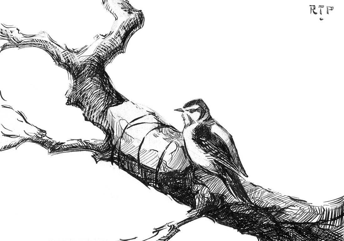 Downy Woodpecker, Early Work: Ink, gouache on heavy paper. Early work of Roger Tory Peterson. RTP inked in upper right corner 4 x 6 inches Provenance: Estate of Roger Tory Peterson and Virginia Marie Peterson.