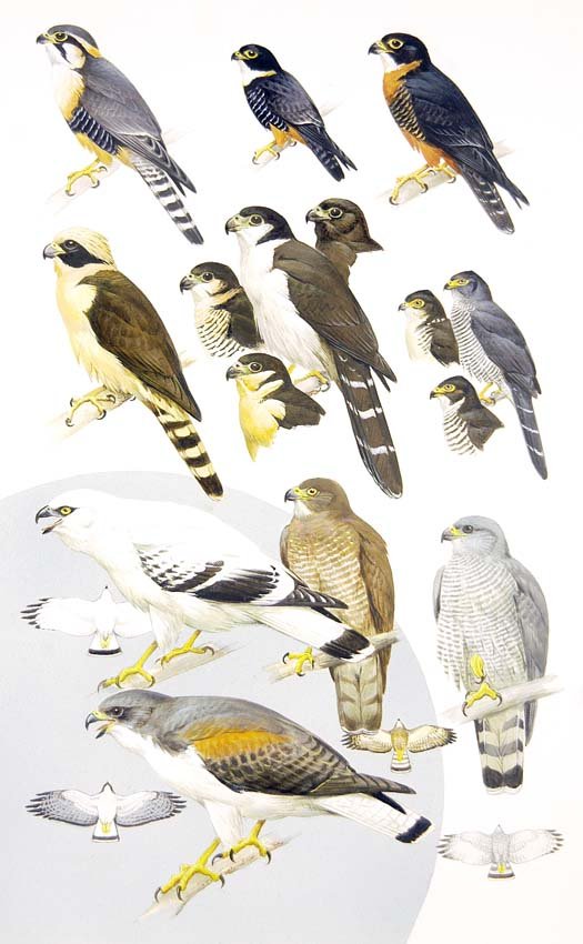 Birds of Prey, Falcons, Forrest Falcons: Gouache, watercolor, pencil and ink on board with overlay, for plate 3 in Field Guide to Mexican Birds and Adjacent Central America, 1973 15 x 11 inches Provenance: Estate of Roger Tory Peterson and V
