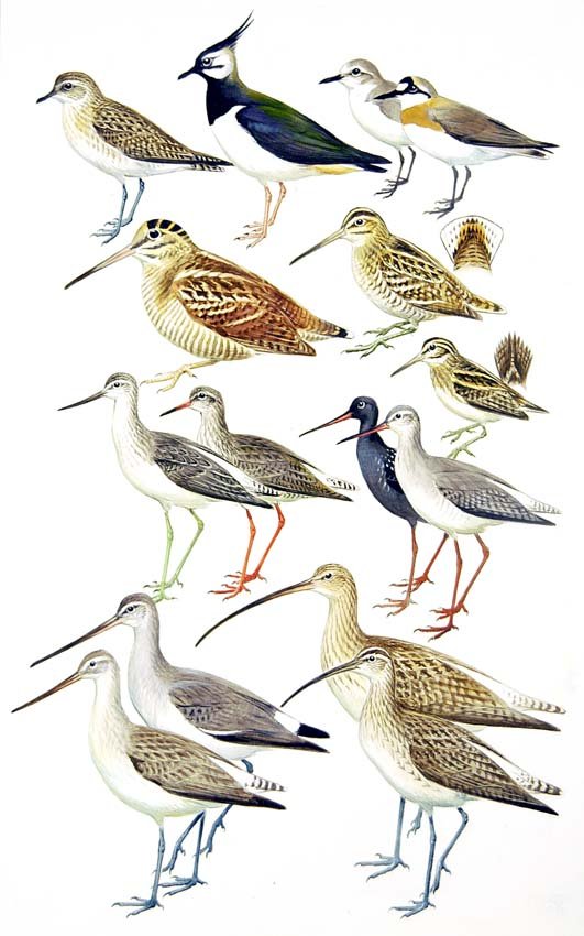 Confusing Fall Warblers