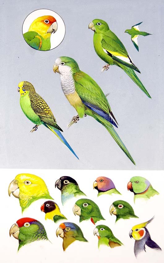 Parrots Escapees