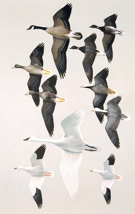 Swans in Flight: Gouache, watercolor, pencil and ink on board with overlay, page 43 in Field Guide to Western Birds, 1990. 17 3/4 x 10 3/4 inches Provenance: Estate of Roger Tory Peterson and Virginia Marie Peterson.