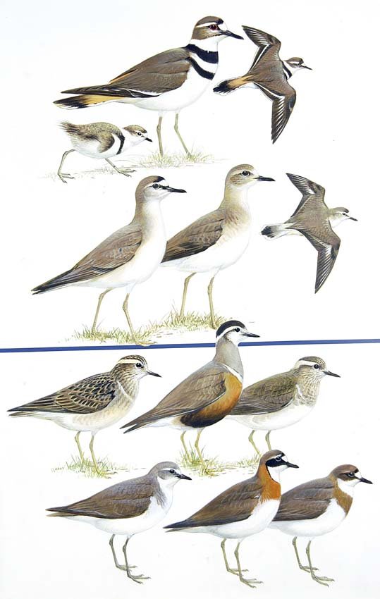 Plovers: Gouache, watercolor, pencil and ink on board with overlay, page 127 in Field Guide to Western Birds, 1990. 17 3/4 x 10 3/4 inches Provenance: Estate of Roger Tory Peterson and Virginia Marie Peterson.