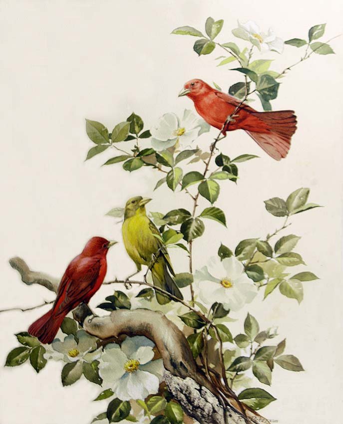 Summer Tanagers Painting: Gouache, watercolor, pencil and ink on board, original art by Roger Tory Peterson. 22 x 18 inches Provenance: Estate of Roger Tory Peterson and Virginia Marie Peterson.