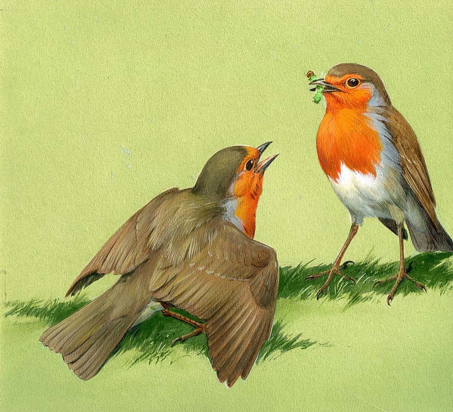 Robins: Gouache, watercolor, pencil and ink on board with overlay, page 83 in World of Birds, 1964. 6 x 7 inches Provenance: Estate of Roger Tory Peterson and Virginia Marie Peterson.