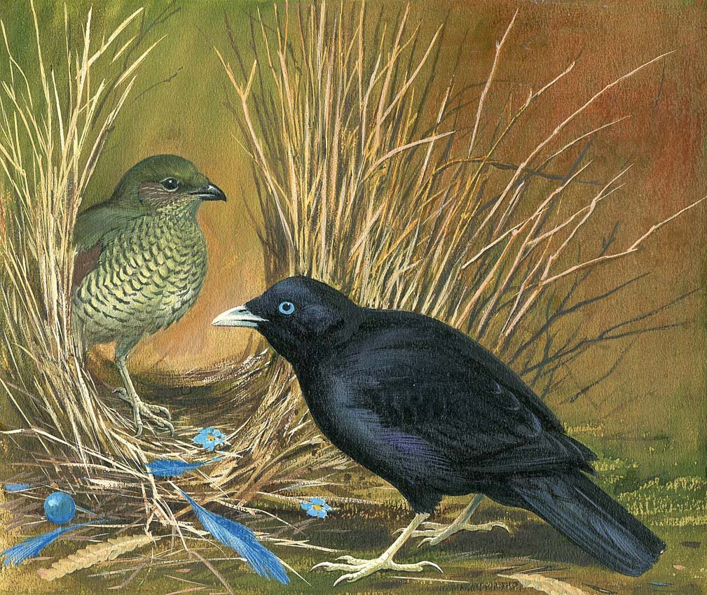 Satin Bowerbird: Gouache, watercolor, pencil and ink on board with overlay, page 83 in World of Birds, 1964. 4 x 6 inches Provenance: Estate of Roger Tory Peterson and Virginia Marie Peterson.