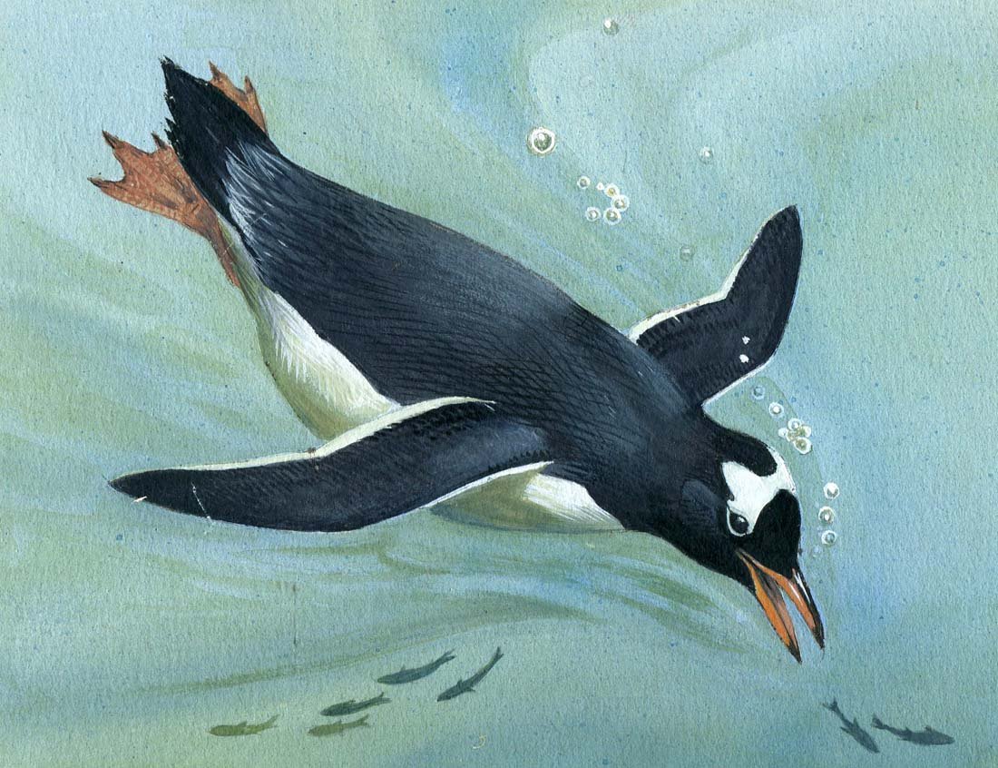 Gentoo Diving: Gouache, watercolor, pencil and ink on board with overlay, page 26 in World of Birds, 1964. 4 x 6 inches Provenance: Estate of Roger Tory Peterson and Virginia Marie Peterson.
