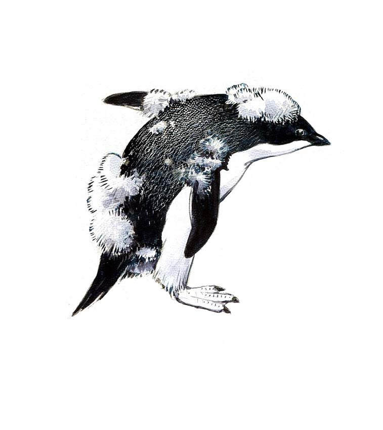 Adelie Penguins and Chicks: Ink and gouache on board, with overlay, two works: two pages: 109, 118, Penguins, 1979. 4 x 5 inches Provenance: Estate of Roger Tory Peterson and Virginia Marie Peterson.