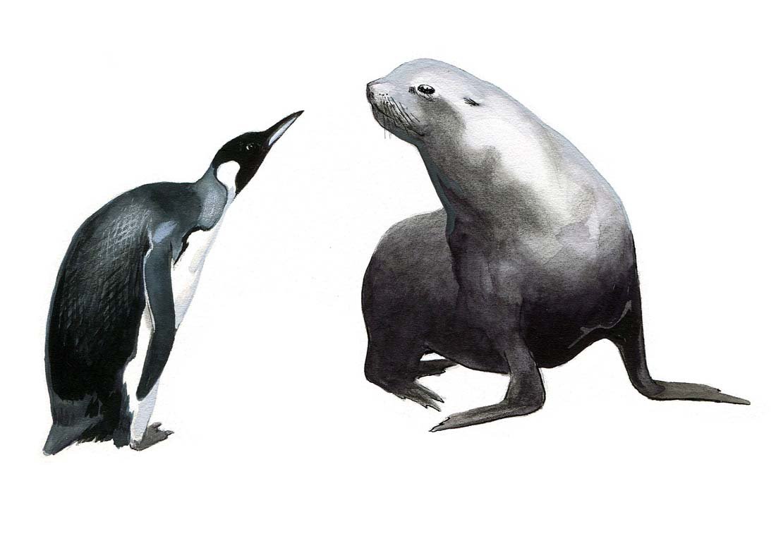 King Penguins, Magellenic Penguin: Ink and gouache on board, with overlay, three works: three pages: 20, 169, 217, Penguins, 1979. 4 x 5 inches Provenance: Estate of Roger Tory Peterson and Virginia Marie Peterson.