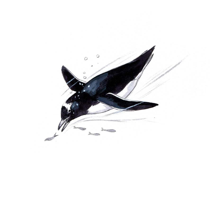Gentoo Penguins, Chicks: Ink and gouache on board, with overlay, five works: five pages: XV, 9, 17, 31, 97, Penguins, 1979. 4 x 5 inches Provenance: Estate of Roger Tory Peterson and Virginia Marie Peterson.