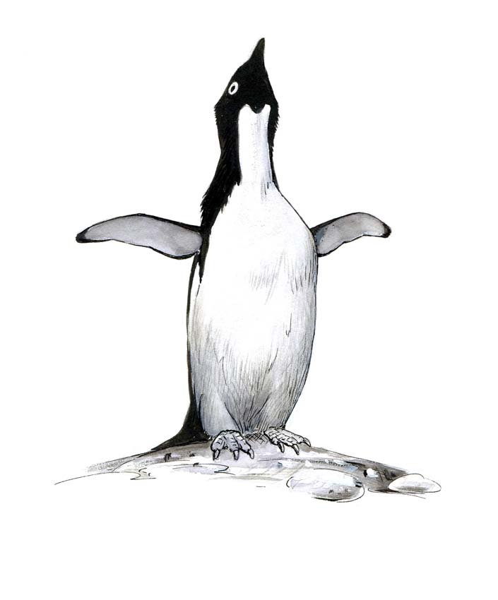 Adelie Penguins: Ink and gouache on board, with overlay, three works: two pages: 110, 112, and one preparatory sketch, Penguins, 1979. 4 x 5 inches Provenance: Estate of Roger Tory Peterson and Virginia Marie Peterson