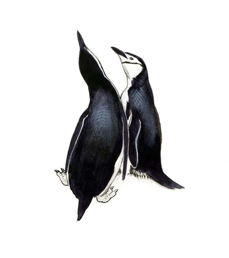 Chinstrap Penguins: Ink and gouache on board, with overlay, five works: three pages: 25, 105, 225, and two preparatory sketches, Penguins, 1979. 4 x 5 inches Provenance: Estate of Roger Tory Peterson and Virginia Marie P