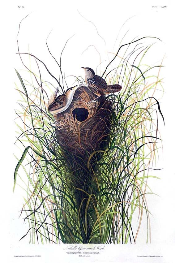 Nuttal's Lesser Marsh Wren, Plate 175: AUDUBON, John James (1785-1851) Havell Edition (1827 - 1838) Plate prepared , printed and colored by Robert Havell Jr. (1793- 1898) Plate dimension format: small; paper dimensions: 38 x 25 1/4 inches.