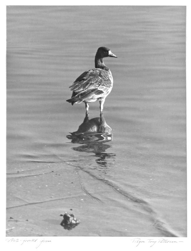 White Fronted Goose, Black-Footed Albatross: Roger Tory Peterson. 1950. Two black/white vintage photographic prints mounted on board. Each signed in pencil by Mr. Peterson. Each approximatedly 13.5" x 10.5 on 20" x 16" board. On the verso of the