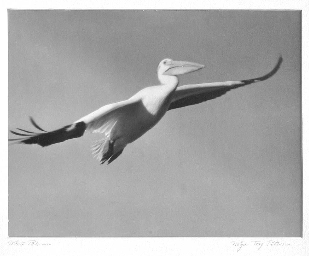 White Pelican, Herring Gull.: Roger Tory Peterson. 1950. Each signed in pencil by Mr. Peterson. Each approximately 10" x 14" on 20" x 16" board. On the verso fo the Pelican, in pencil in Mr. Perston's hand: "Bear River, Utah. A bi