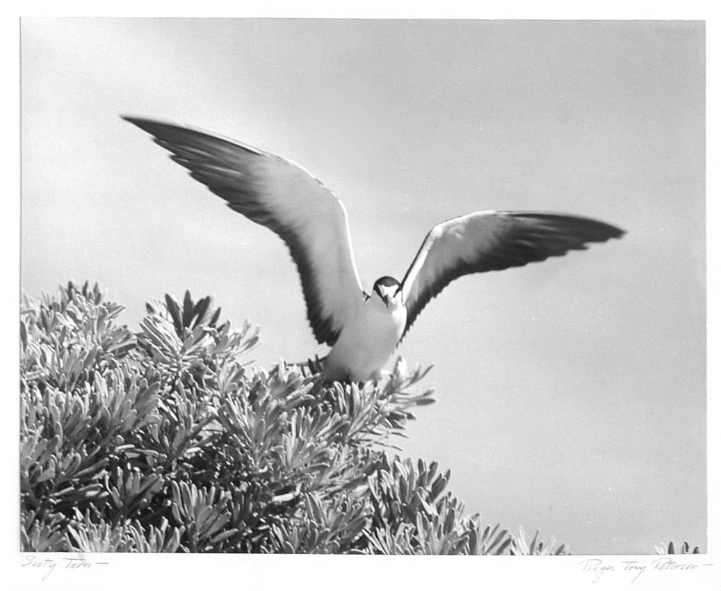 Sooty Tern, Black-Capped Chickadee.: Roger Tory Peterson. 1950. Two black/white vintage photographic prints mounted on board. Each signed in pencil by Mr. Peterson. Each approximately 10.5" x 13" on 20" x 16" board. On the verso of the T