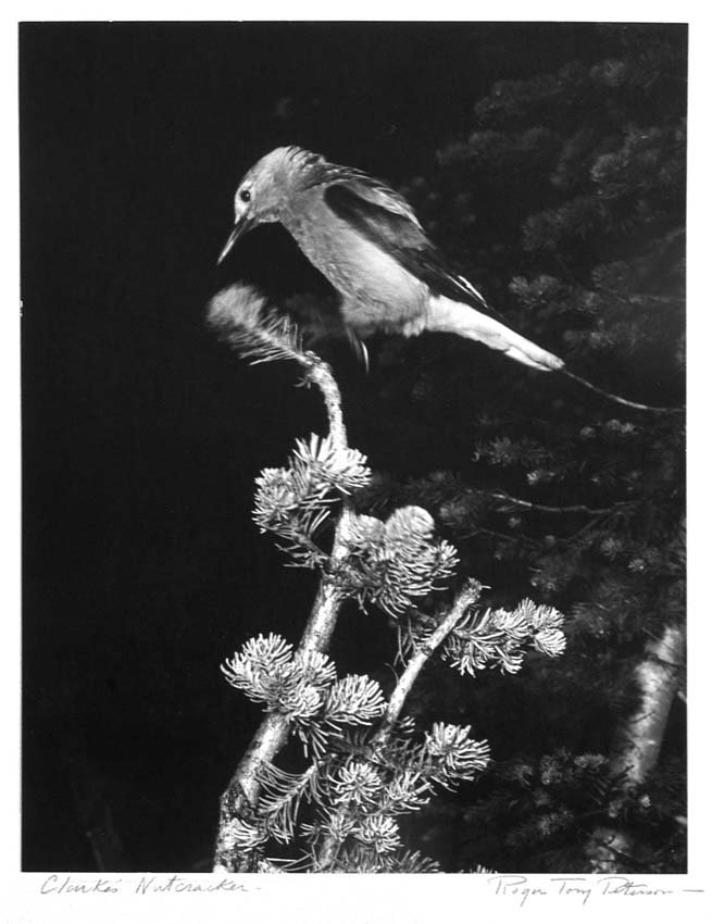 Clark's Nutcracker, Western Evening Grosbeak: Roger Tory Peterson. 1950. Two black/white vintage photographic prints mounted on board. Each signed in pencil by Mr. Peterson. Each approximatedly 13.5" x 10.5" on 20" x 16" board.