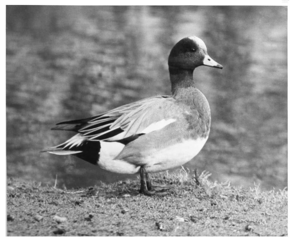 Roger Tory Peterson: Ten vintage B&W photographs by Roger Tory Peterson. All with National Audubon research file stamp on version. Including Carolina Chickadee, Gull, Prairie Falcon, Red-Tailed Hawk, Evening Grosbeak, Eur