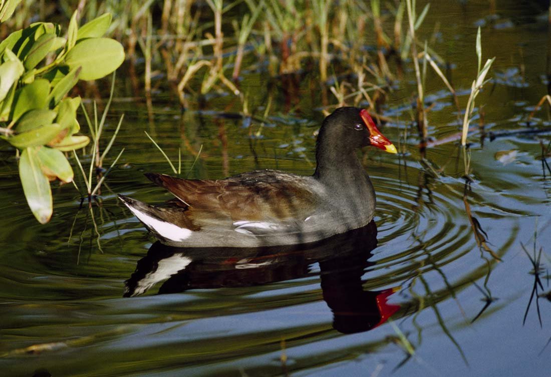 COMMON MOORHEN: Gallinula chloropus, Southern Canada to Argentina, Eurasia, Asia This is a unique, original, one-of-a-kind photograph. It is printed from a negative from the Roger Tory Peterson Estate taken by Roger 