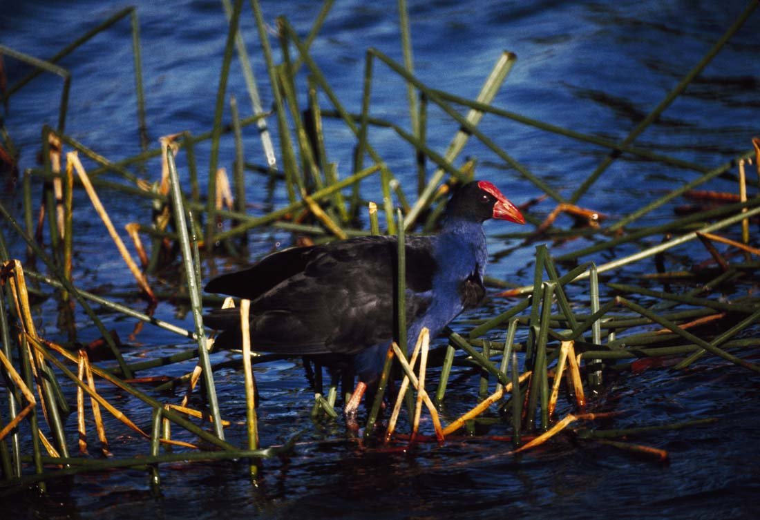 PURPLE GALLINULE: Porphyrula martinica, Southeastern US to Northern Argentina, This is a unique, original, one-of-a-kind photograph. It is printed from a negative from the Roger Tory Peterson Estate taken by Roger Tory