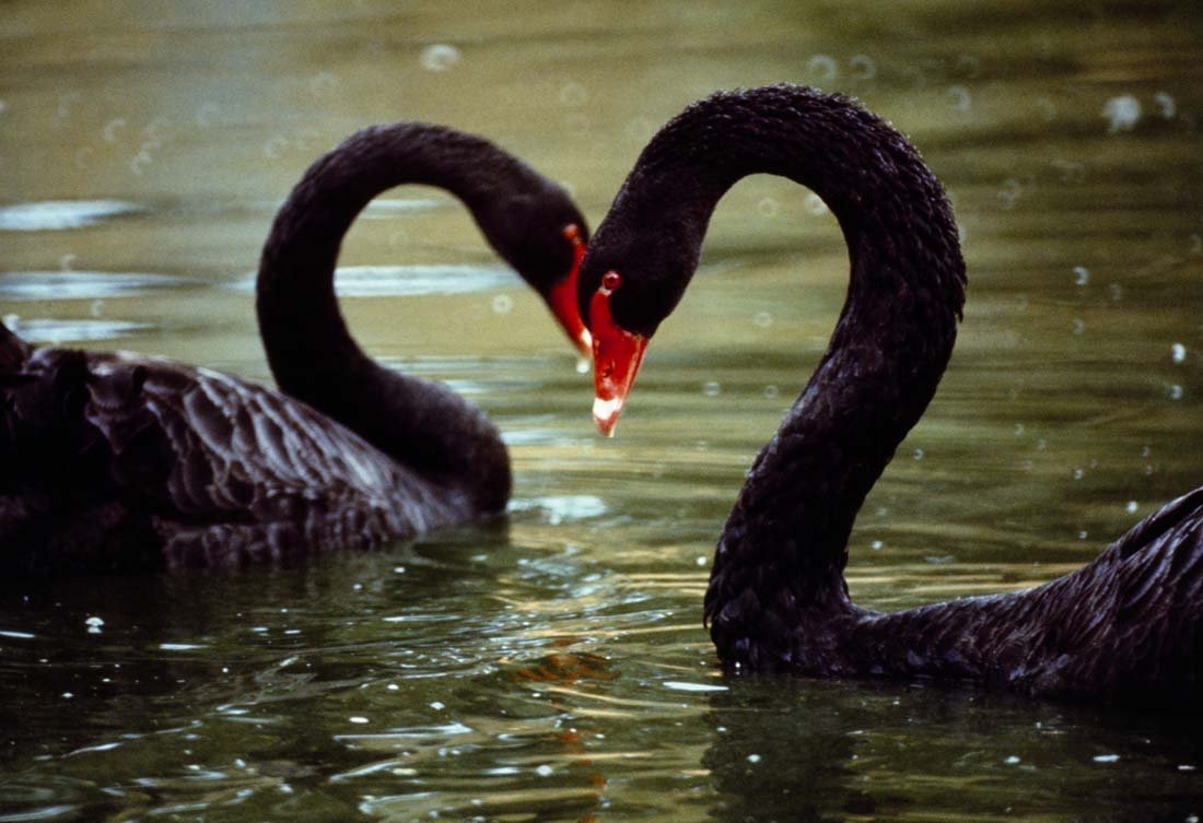 BLACK SWAN: Cygnus atratus, Australia. This is a unique, original, one-of-a-kind photograph. It is printed from a negative from the Roger Tory Peterson Estate taken by Roger Tory Peterson himself, bears the Estat