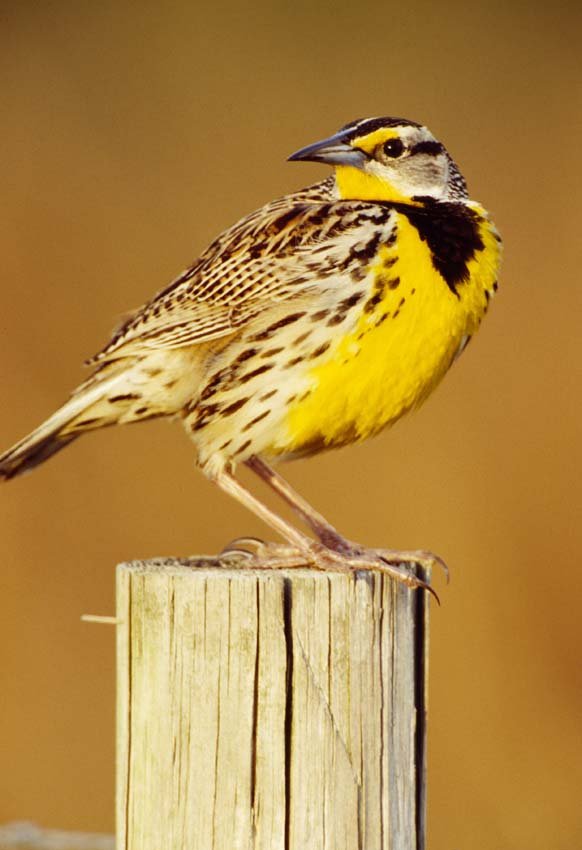 MEADOWLARK (EASTERN): Sturnella magna, Canada, Eastern US. This is a unique, original, one-of-a-kind photograph. It is printed from a negative from the Roger Tory Peterson Estate taken by Roger Tory Peterson himself, bears