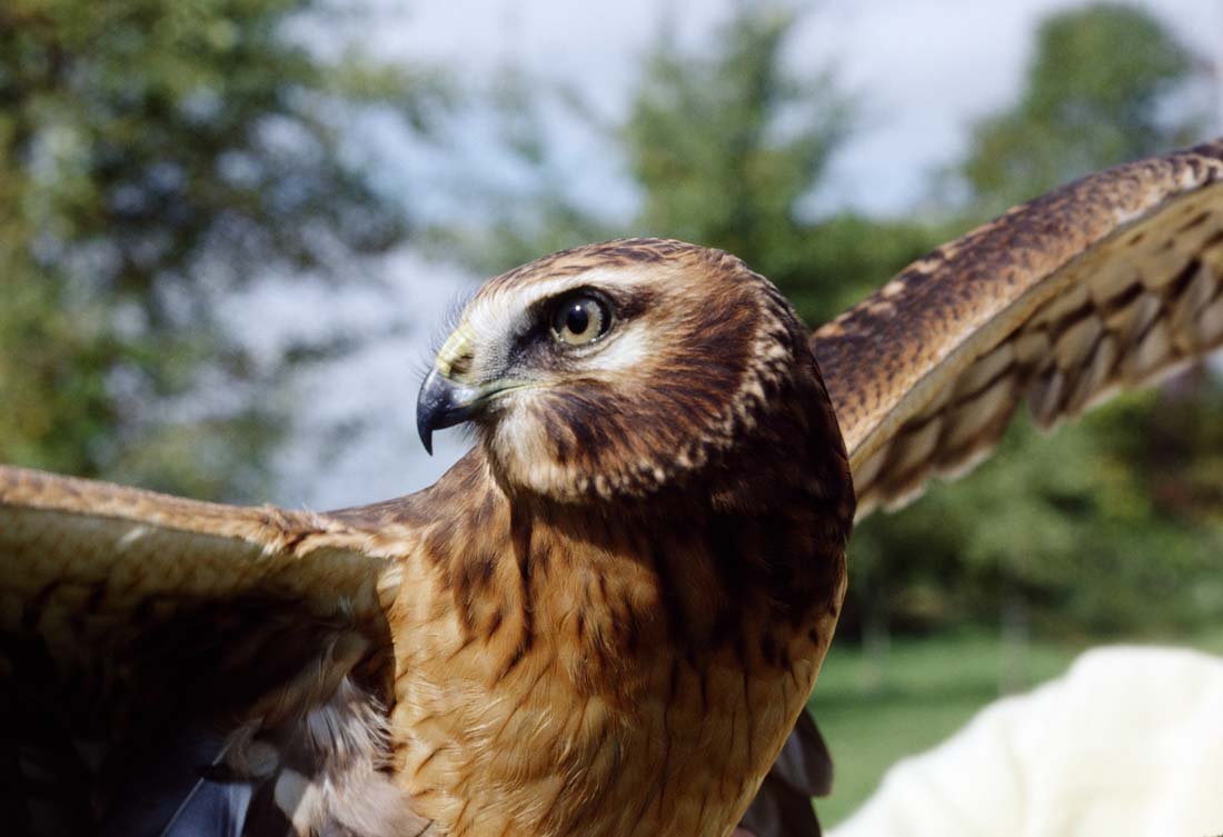 NORTHERN HARRIER: Circus cinereus, North America, Eurasia. This is a unique, original, one-of-a-kind photograph. It is printed from a negative from the Roger Tory Peterson Estate taken by Roger Tory Peterson himself, b
