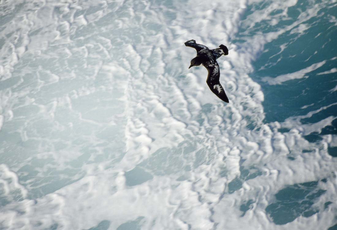 PINTADO PETREL: Daption capense, Antarctic, South Georgia Islands. This is a unique, original, one-of-a-kind photograph. It is printed from a negative from the Roger Tory Peterson Estate taken by Roger Tory Peterson 