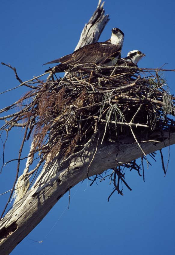 OSPREY: Pandion haliaetus, Worldwide. This is a unique, original, one-of-a-kind photograph. It is printed from a negative from the Roger Tory Peterson Estate taken by Roger Tory Peterson himself, bears the Es