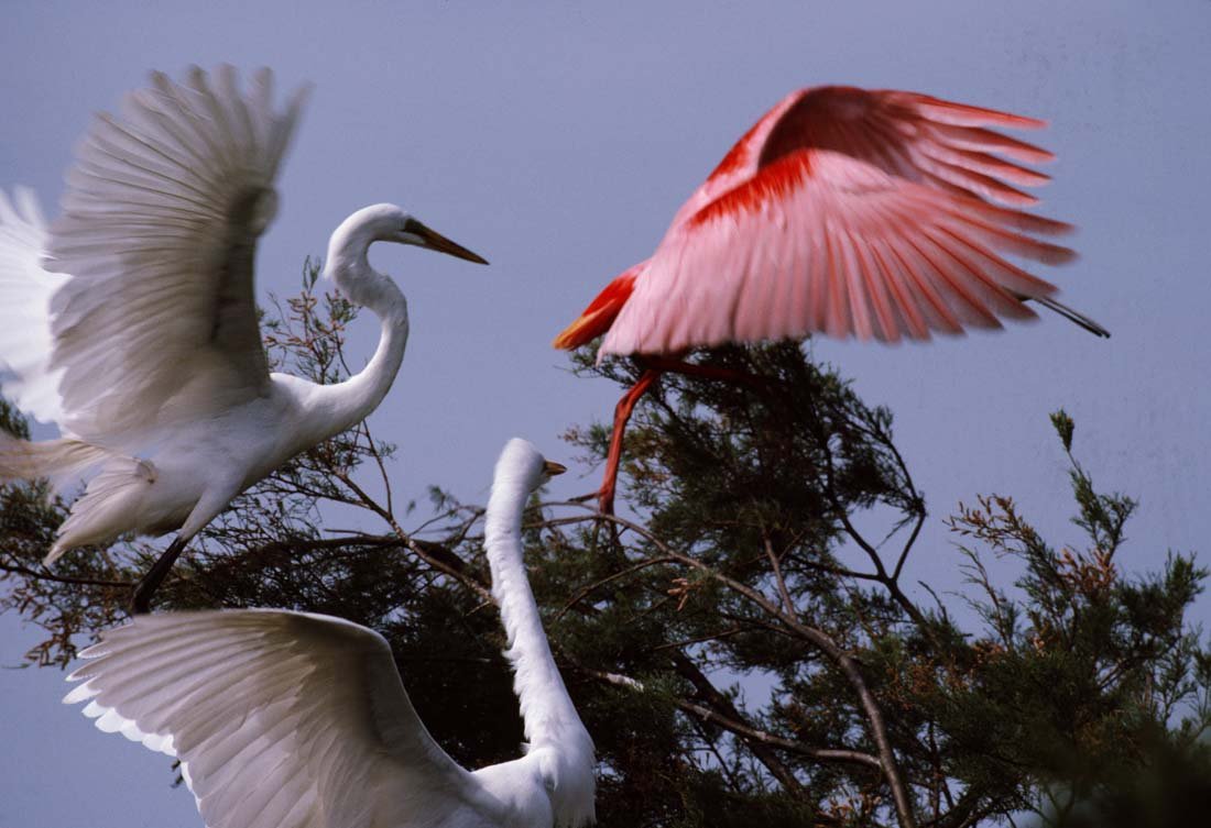 ROSEATE SPOONBILL: Ajaia ajaja, Gulf States to Chile, Argentina. This is a unique, original, one-of-a-kind photograph. It is printed from a negative from the Roger Tory Peterson Estate taken by Roger Tory Peterson himse