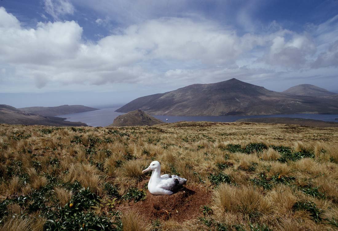 ROYAL ALBATROSS: Diomedia epomophora, Circumpolar in Southern Oceans. This is a unique, original, one-of-a-kind photograph. It is printed from a negative from the Roger Tory Peterson Estate taken by Roger Tory Peterso